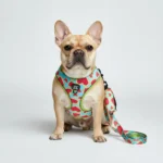 3-Piece Dog Harness & Leash Set - Image 4