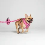 3-Piece Dog Harness & Leash Set - Image 5