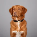 Dual D-Ring PU Leather Dog Collar with Nameplate - Image 7